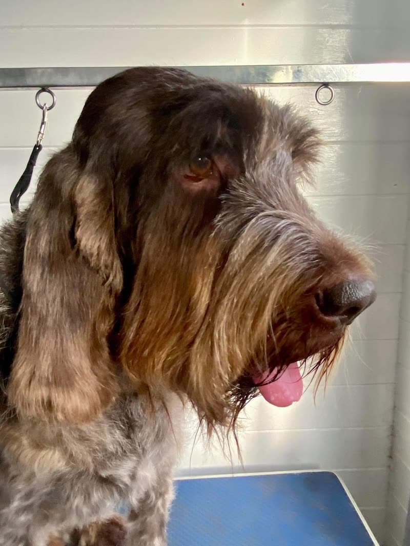 Brown wire-haired pointing griffon relaxed on the grooming table