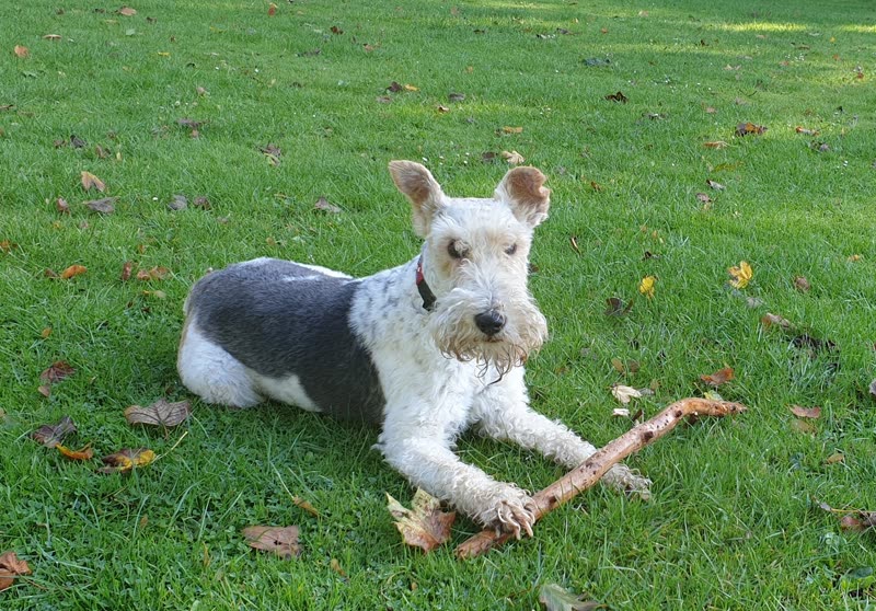 White and grey wire fox terrier lying on autumn grass with a stick