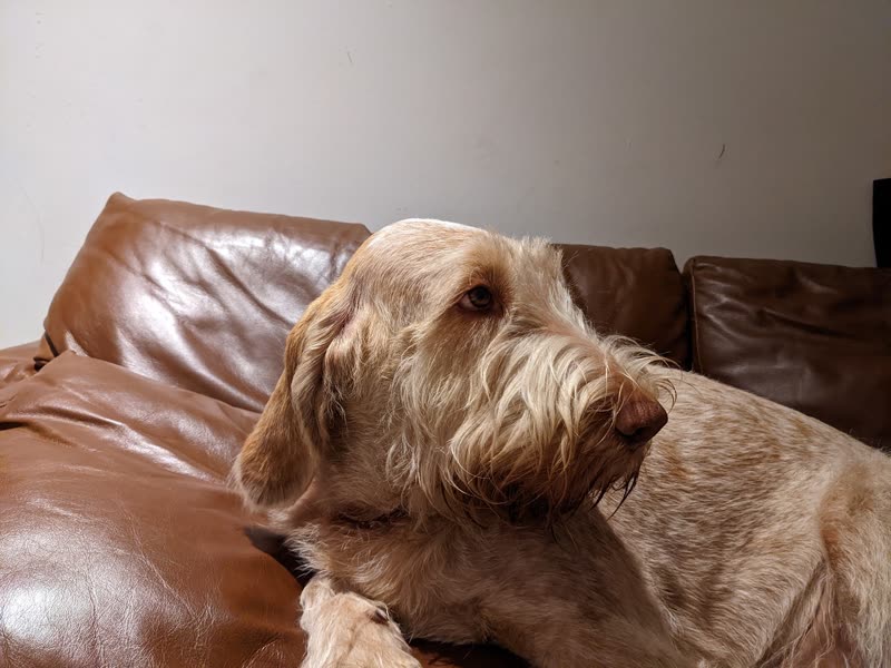 Wire-haired sandy dog resting on a brown leather sofa at home after a groom