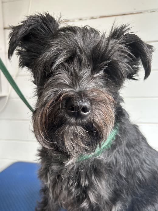 Freshly groomed grey and black schnauzer sitting on a blue grooming table