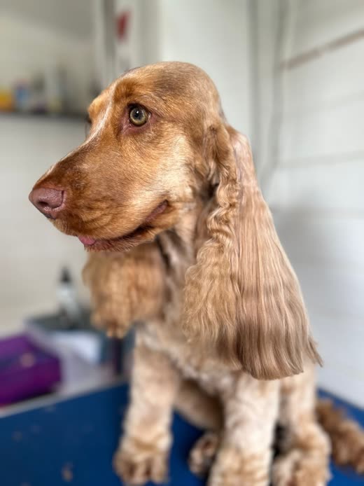 Golden cocker spaniel in profile with neatly scissored ears
