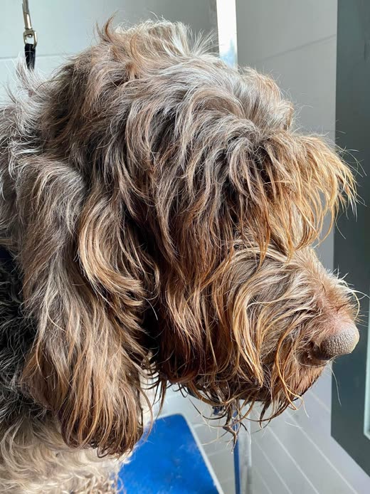 Close profile of a brown wavy-coated spaniel with a freshly blown-out coat