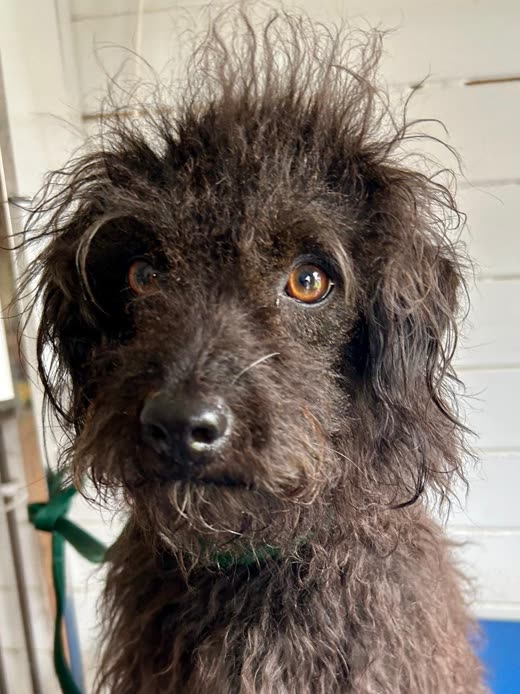Dark curly-coated poodle cross on a grooming table in a green lead
