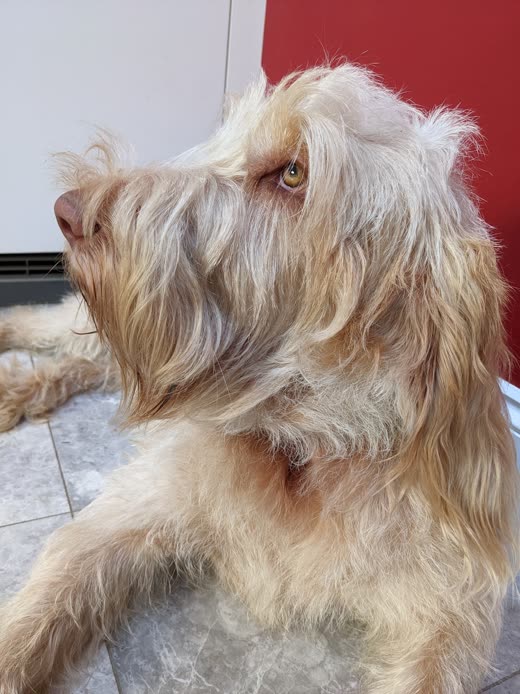 Cream wire-haired dog with a shaggy face lying in front of a red wall